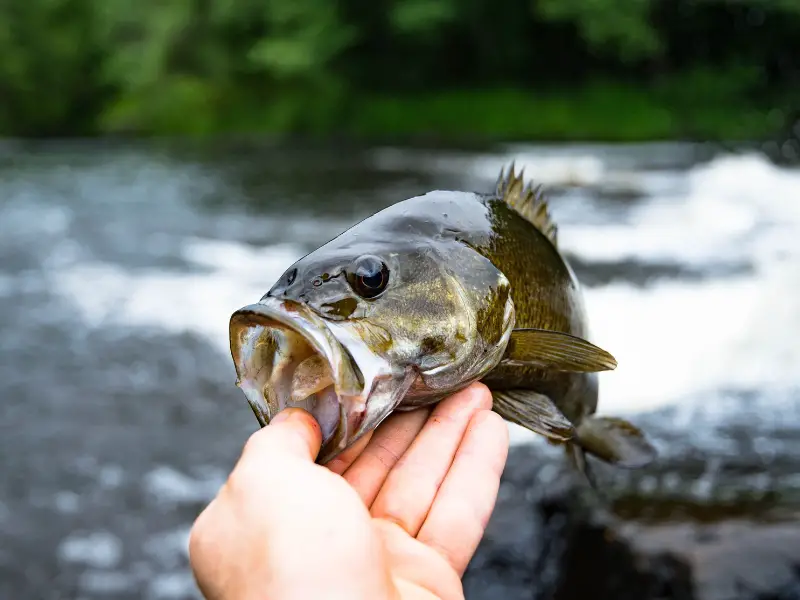 Late Fall Smallmouth Patterns - AquariumPub