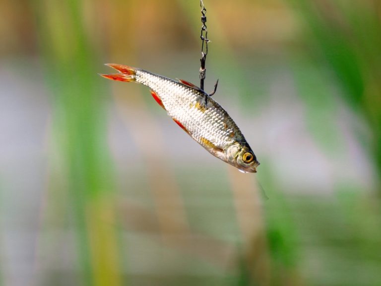 Saltwater Fishing