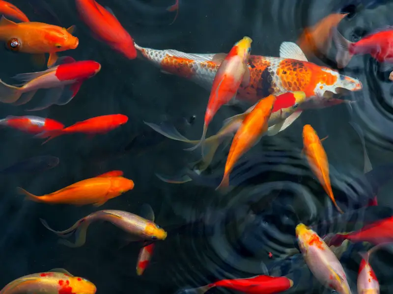 Types Of Koi Fish A Comprehensive Guide AquariumPub
