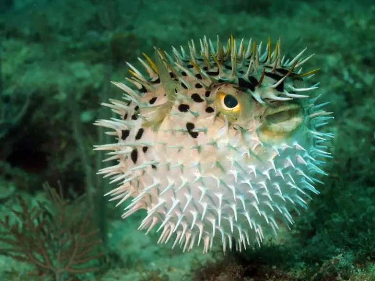 Types Of Pufferfish