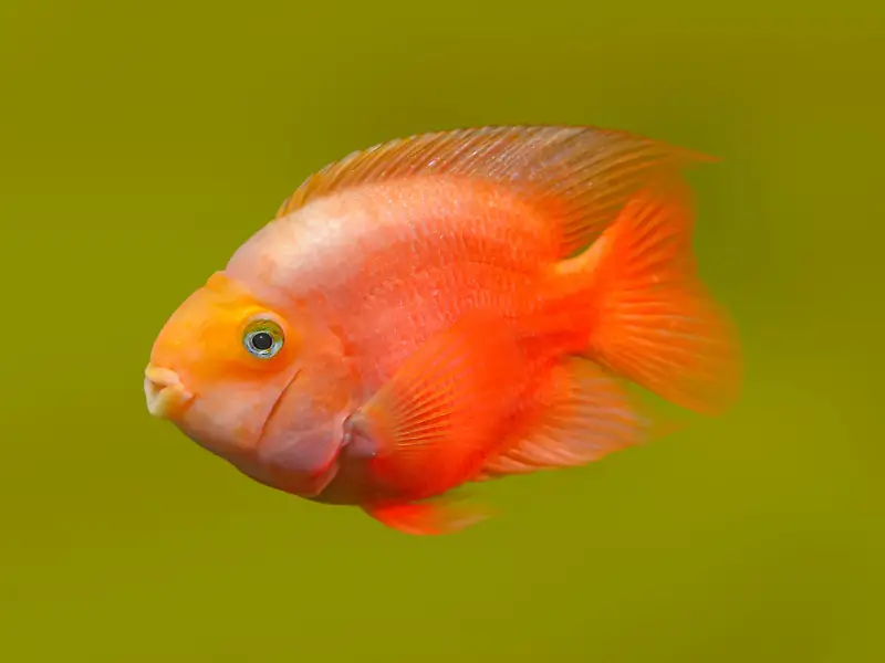 types-of-red-fish-aquariumpub