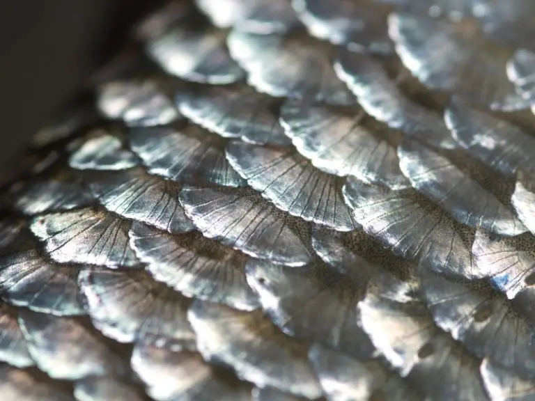 Types Of Scales In Fish