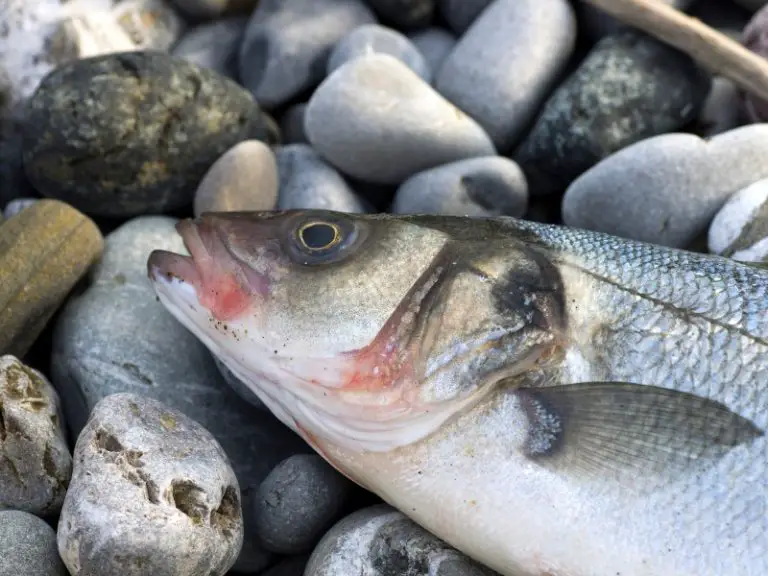 What Does A Sea Bass Look Like? AquariumPub