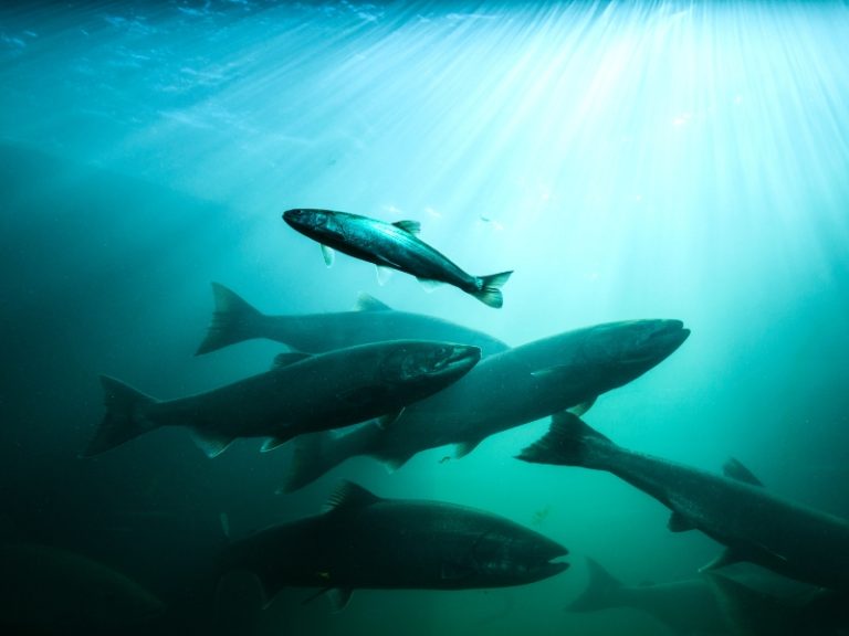 Types of Fish in Lake Michigan