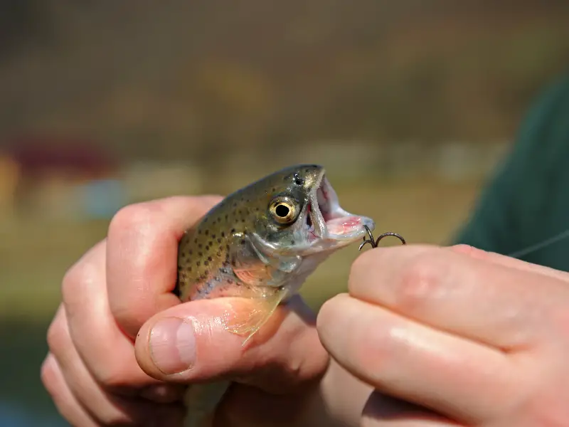 Types of Fishing Hooks for Trout