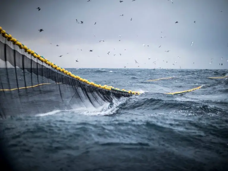 How Do Fishing Nets Work? AquariumPub