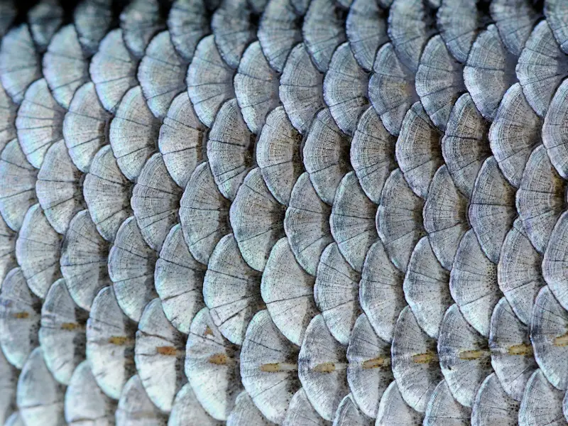 What Are Fish Scales Made From
