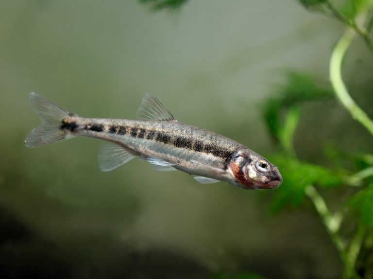 What Kind Of Fish Are Minnows? AquariumPub