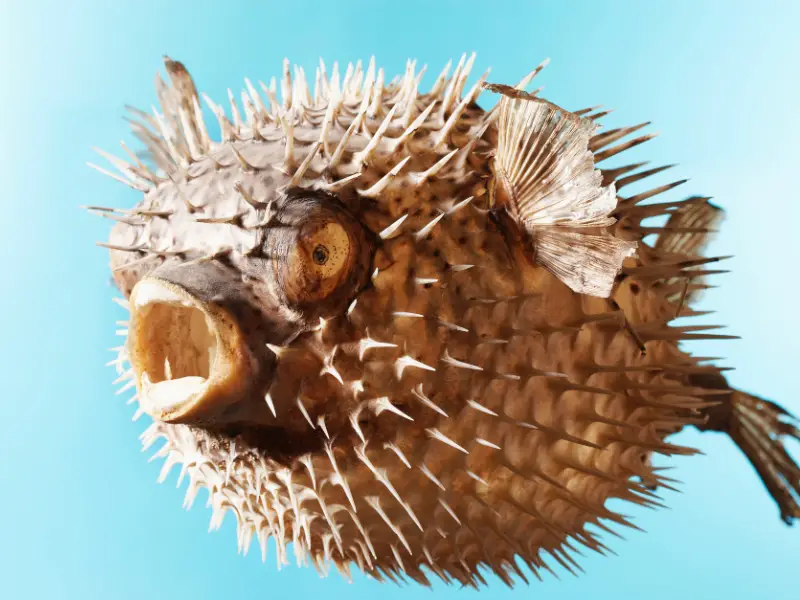 What Are The Different Types Of Pufferfish
