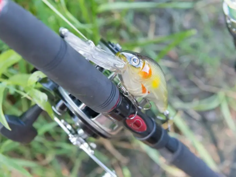 What Bait Should You Use For Asian Carp? AquariumPub