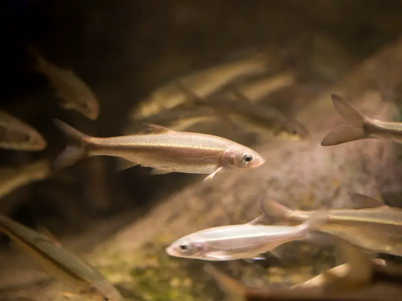 What Do Minnows Eat? AquariumPub