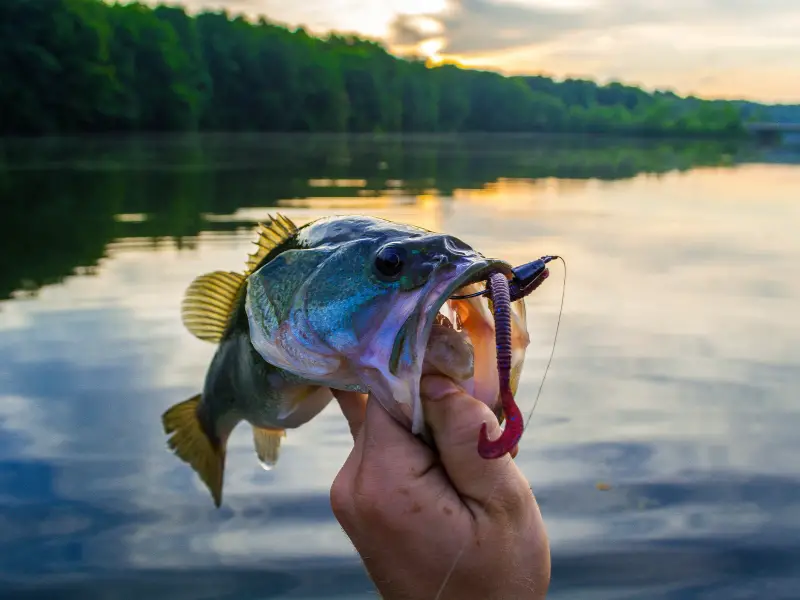 What Does A Bass Look Like? AquariumPub