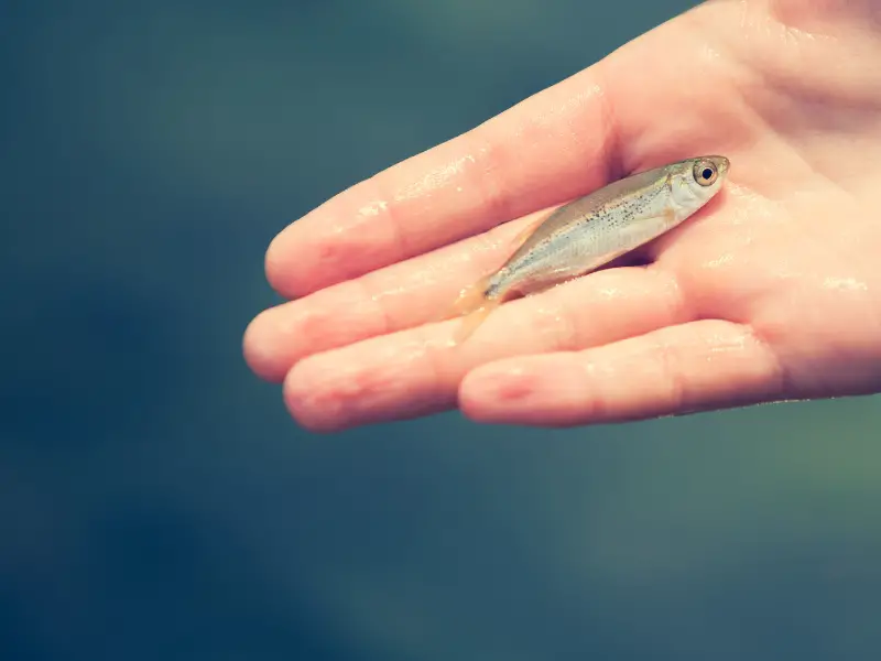 What Does A Minnow Need To Survive