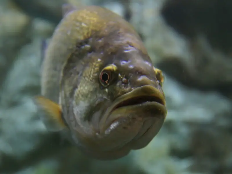 What Does A Sea Bass Look Like? AquariumPub