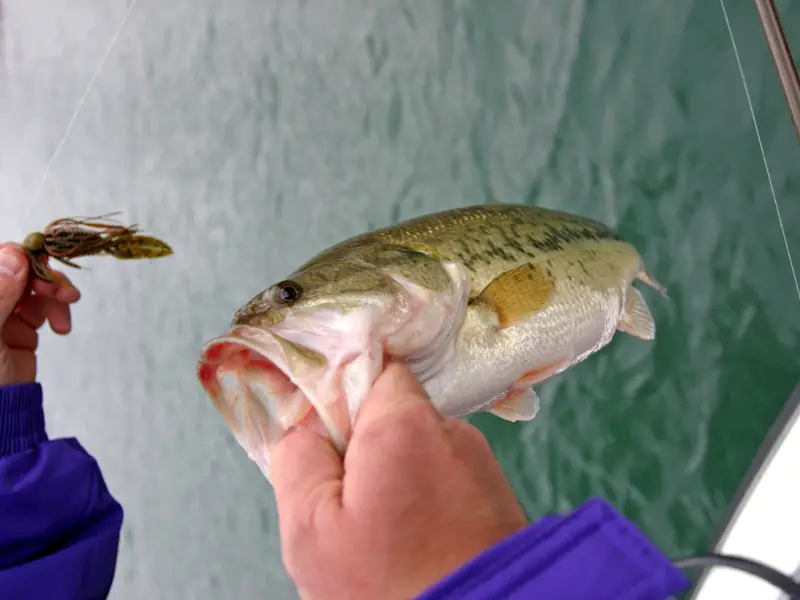What Fishing Lures Are Best For Bass? AquariumPub