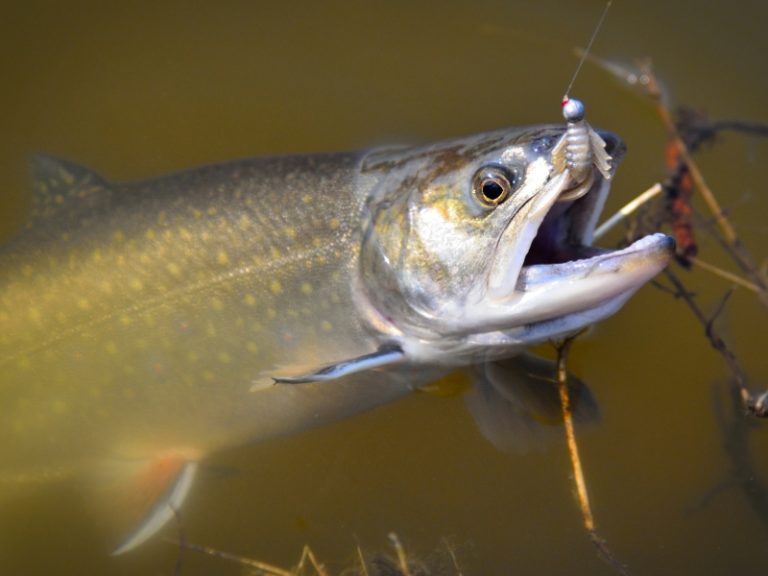 What Size Fishing Hook For Trout