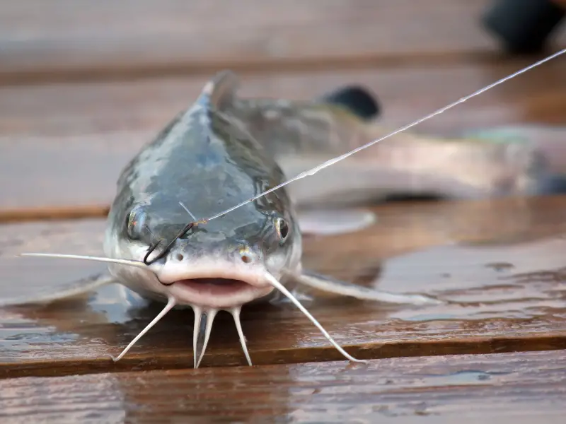 What Size Hook For Catfish AquariumPub