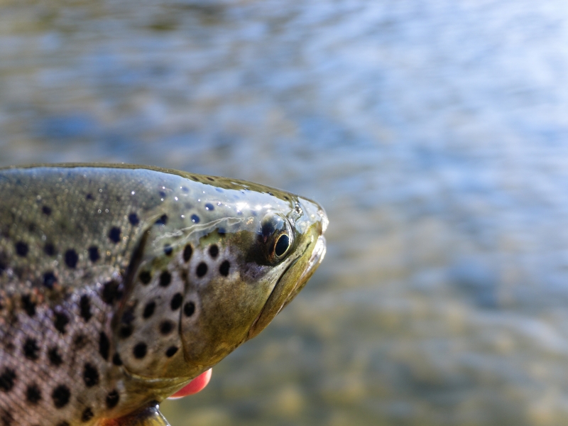 What To Do When Trout Isn’t Biting