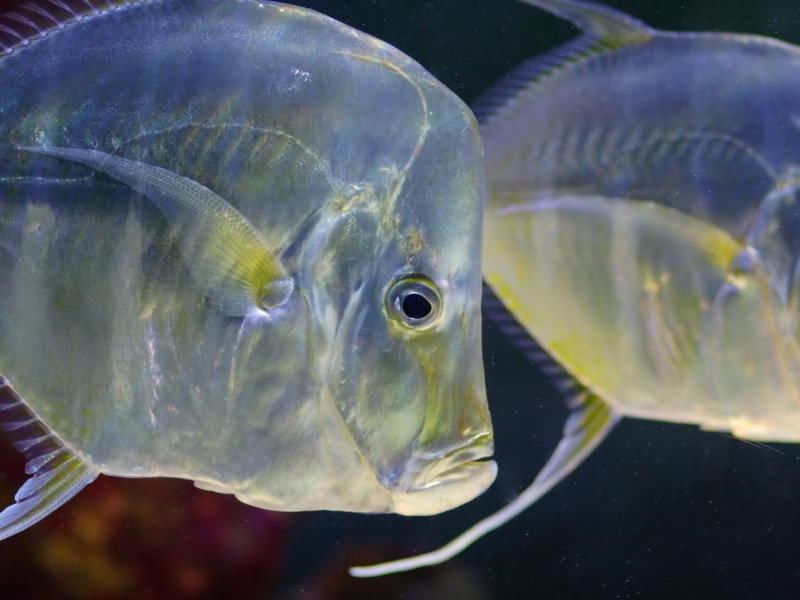 What is the rarest saltwater fish