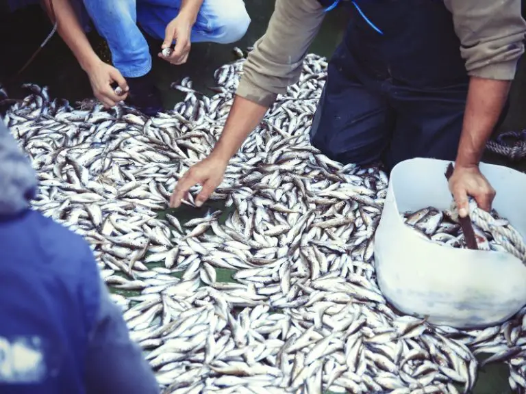 Does Whiting Fish Have Bones? Read It Here! AquariumPub