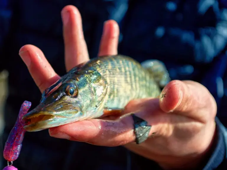 Jig Fishing Explained For Beginners AquariumPub