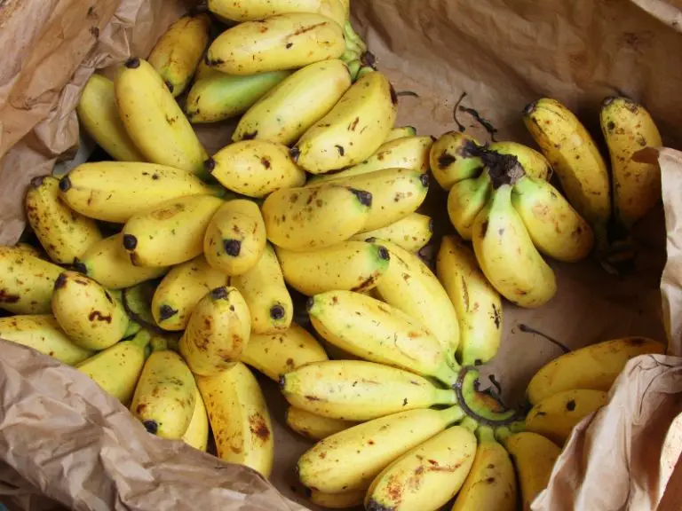 Why Are Bananas Bad Luck on a Fishing Boat