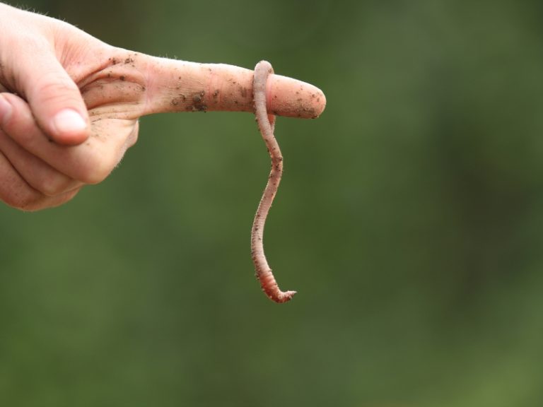 Why Should You Use Neon Green Worms For Fishing