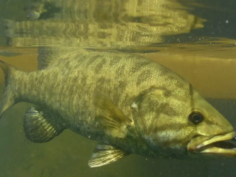 bass fishing in cold muddy water