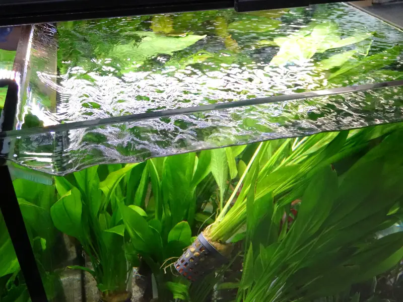 Amazon Sword Plant Care, Tank Mates, & Common Issues AquariumPub