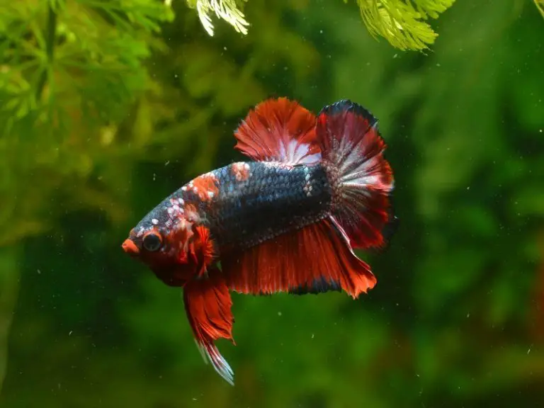 Betta Fish Is Not Eating