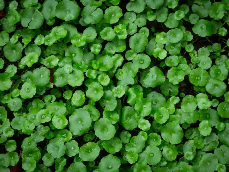 Brazilian Pennywort Plant