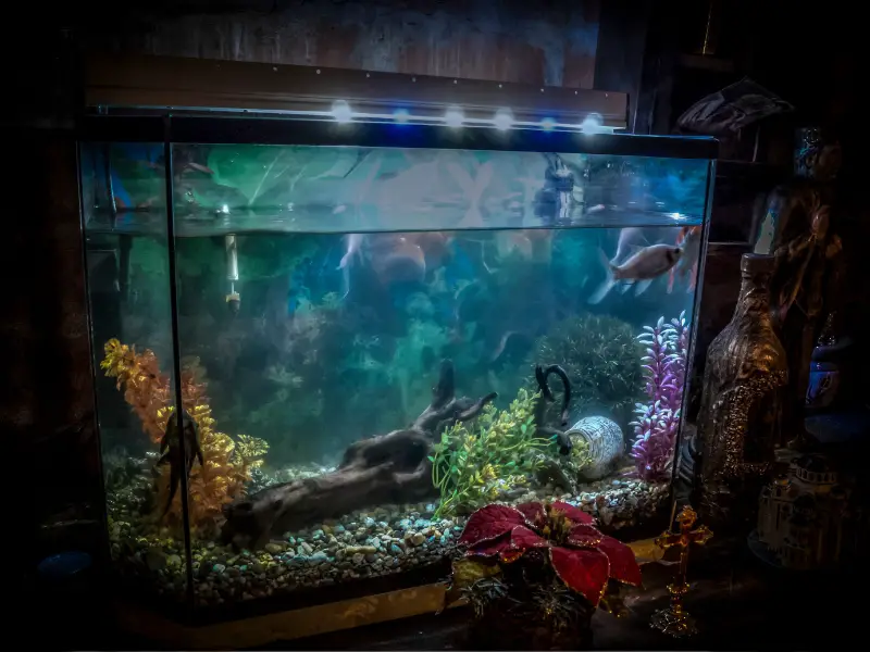 Can Fish See In The Dark? Everything You Need To Know AquariumPub