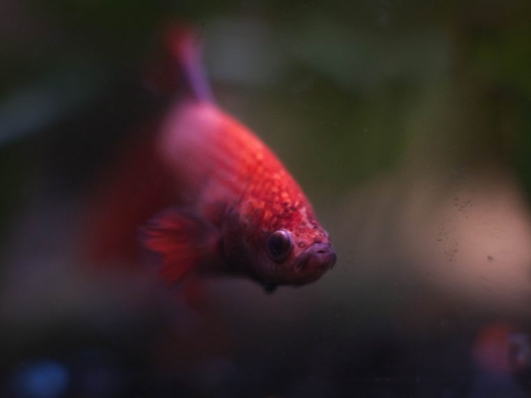 can-you-put-two-female-betta-fish-together-aquariumpub