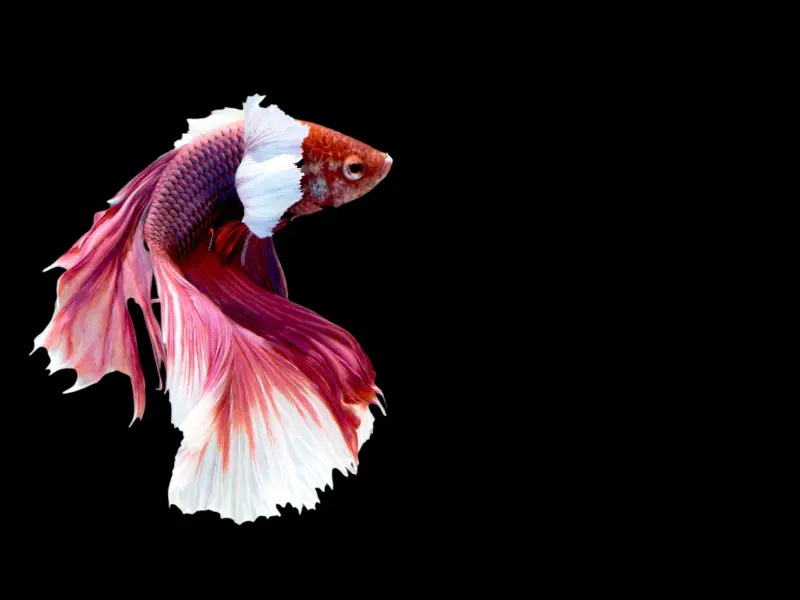 Causes of Betta Fish Illness and Death