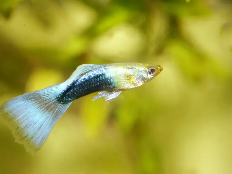 Guppy Temperature Range Here's What You Need To Know AquariumPub