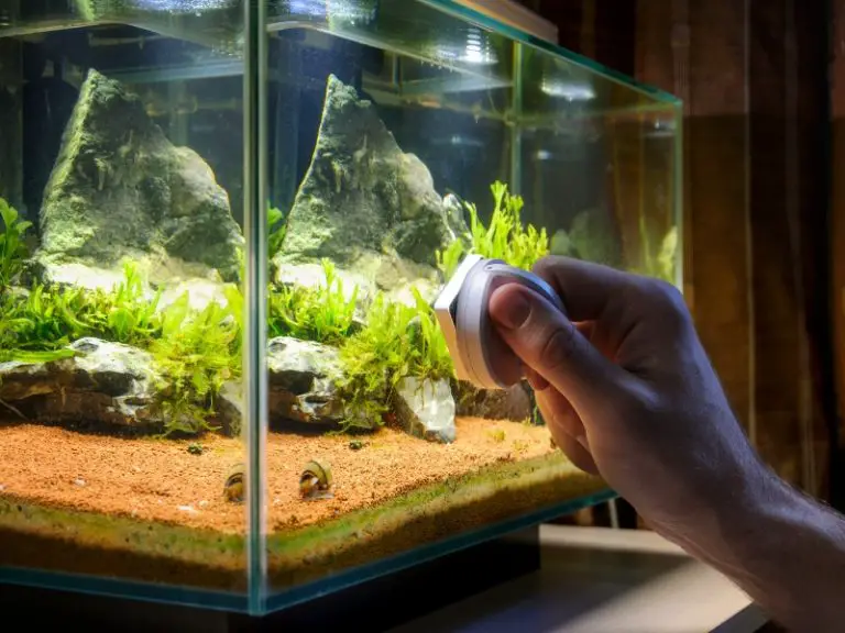 How to Get Rid of Black Algae in Fish Tank