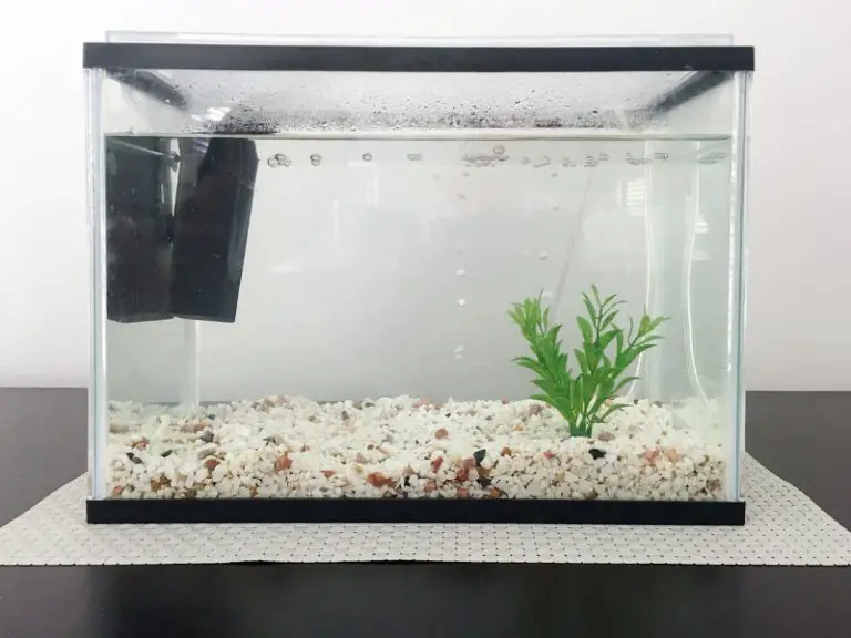 How To Get Rid Of Black Algae In Fish Tank? AquariumPub