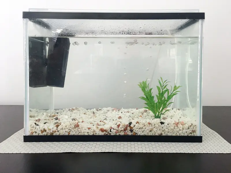 how-to-get-rid-of-black-algae-in-fish-tank-aquariumpub