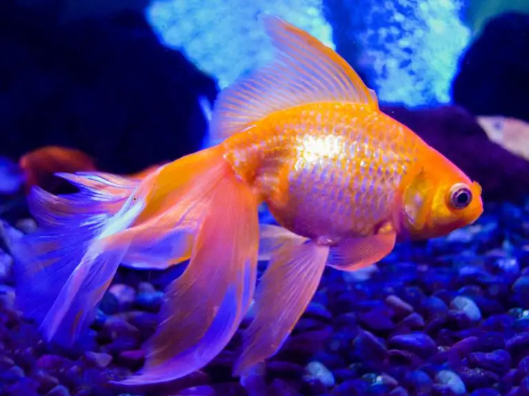 Goldfish With Ich Quick Treatment And Prevention Tips AquariumPub