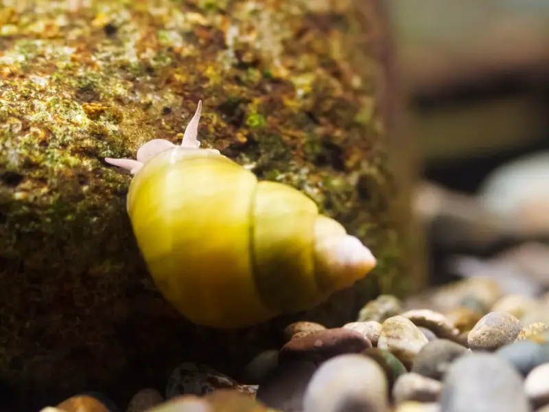 Japanese Trapdoor Snail Care AquariumPub