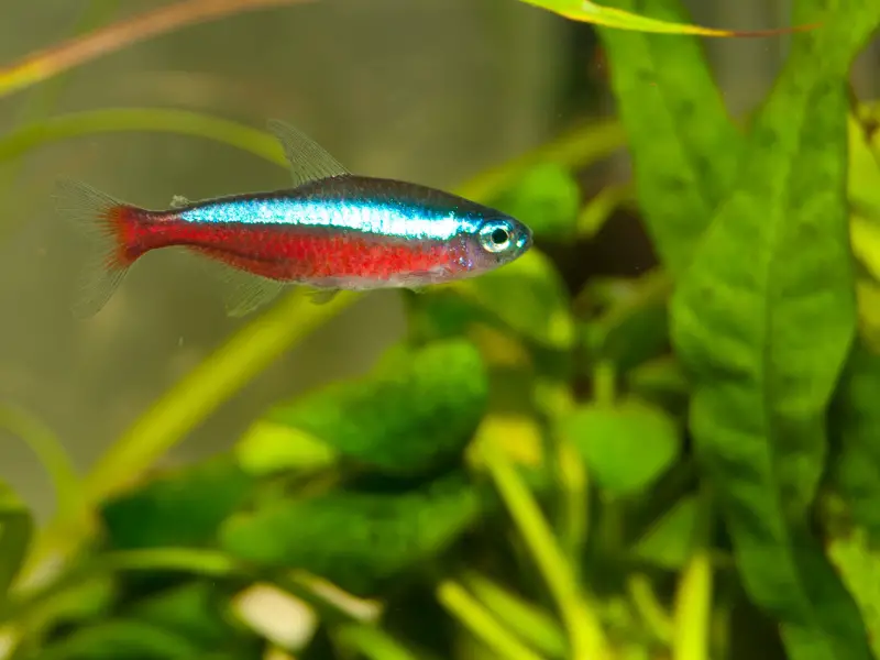 Neon Tetra Lifespan How Long Do They Really Live? AquariumPub