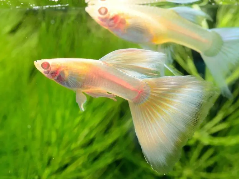 Guppy Temperature Range Here's What You Need To Know AquariumPub