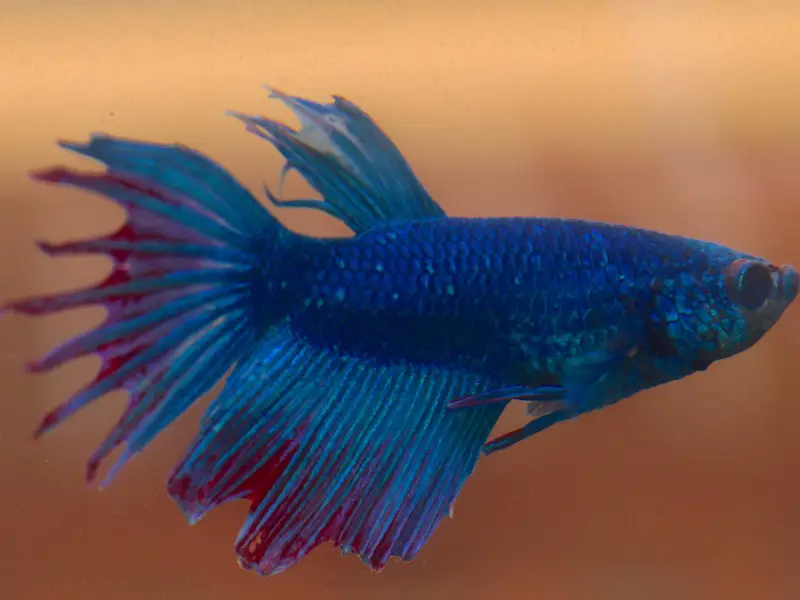 Types of Filters for Betta Fish