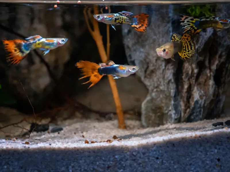 Types of Guppies by Color