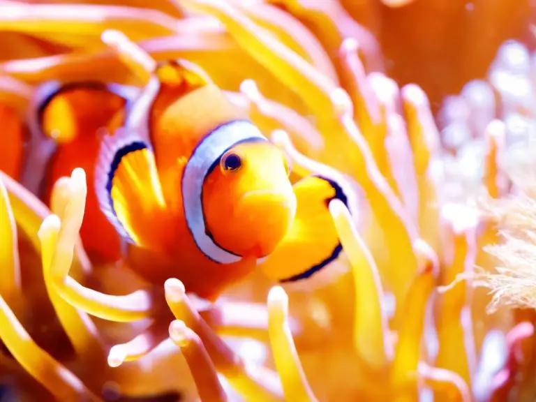 What Do Clownfish Eat