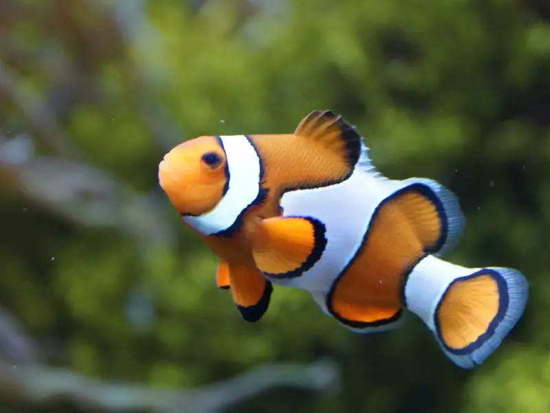 What Do Clownfish Eat in the Aquarium