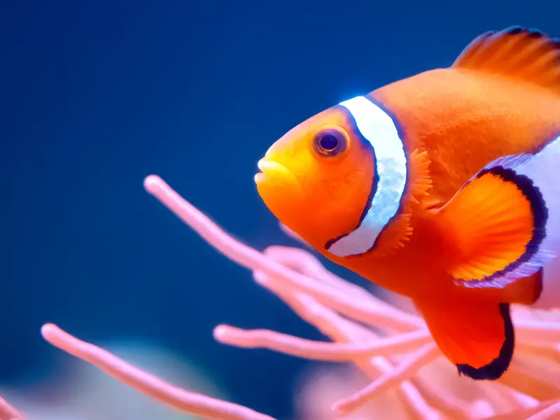 What Do Clownfish Eat in the Wild
