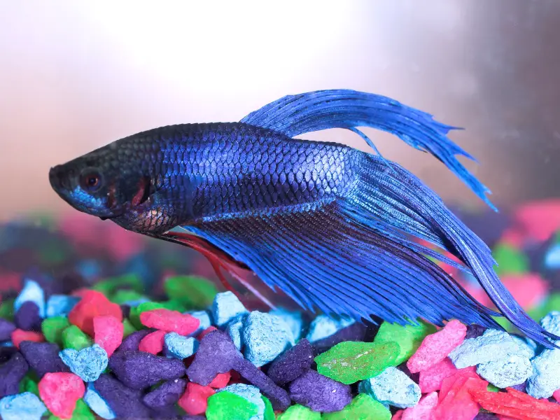 What Happens to a Betta Fish without Food