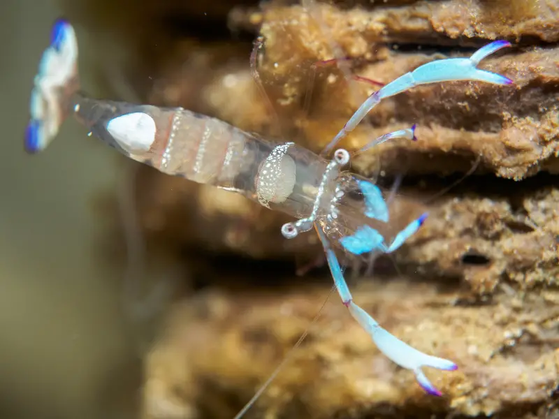 What ghost shrimp eats