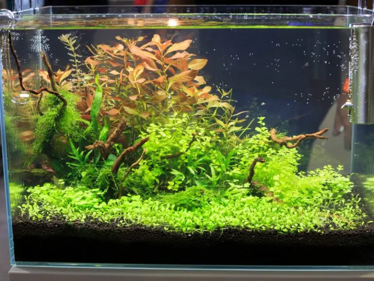 Banana Plant Aquarium